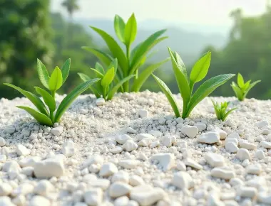 Limestone soil in the Philippines